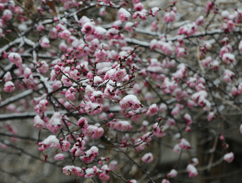 梅花雪