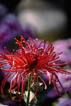 秋菊