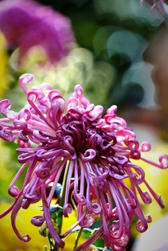 秋菊