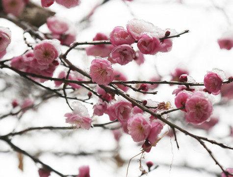梅花雪