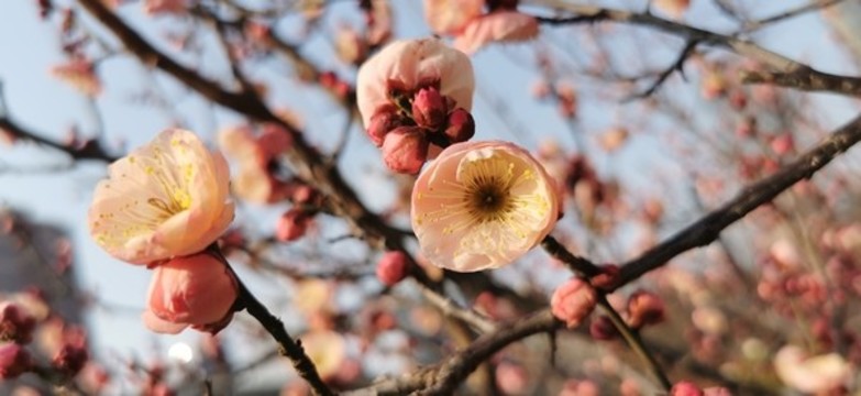 梅花