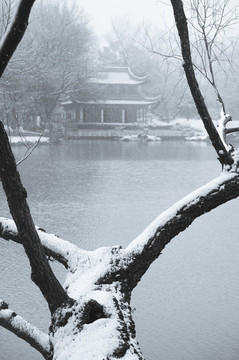 老枝桿積雪
