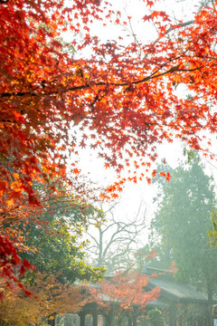 紅楓葉