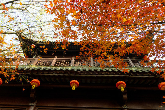 紅葉