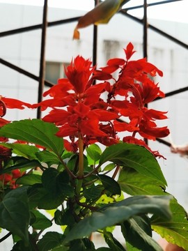 一串紅