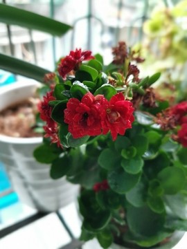 長壽花