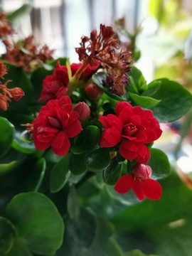 長(zhǎng)壽花