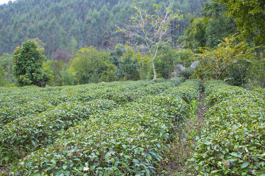 茶園