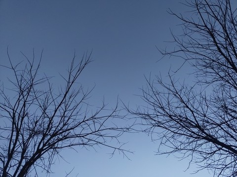 干枯樹(shù)枝