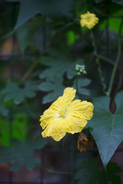 漂亮的絲瓜花
