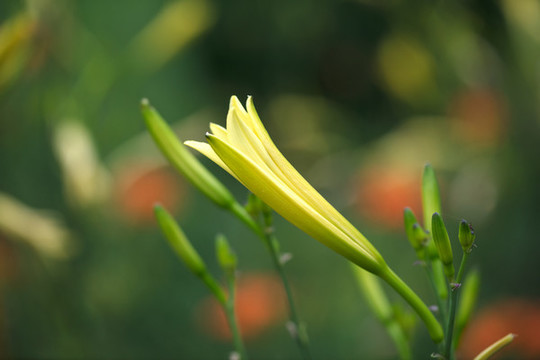 成熟的黃花菜