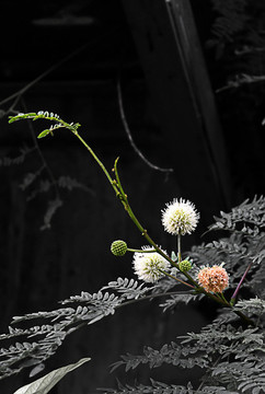 毛茸茸的花