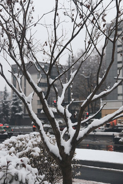 雪后的城市