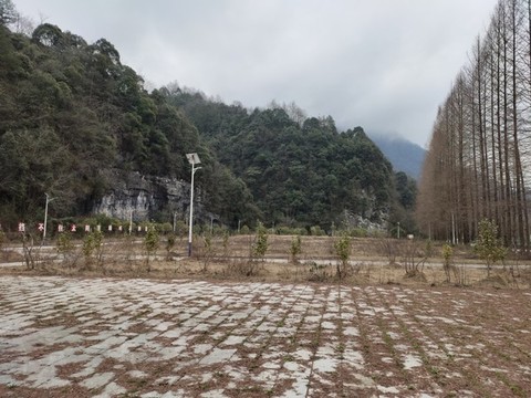 樹(shù)木