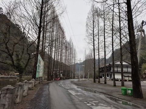 杉樹
