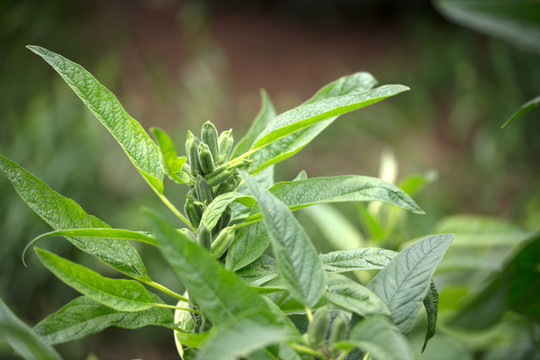 開花的芝麻株特寫