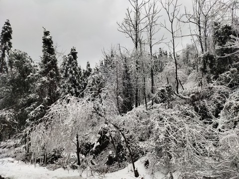 林中雪