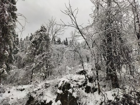 故鄉(xiāng)的雪