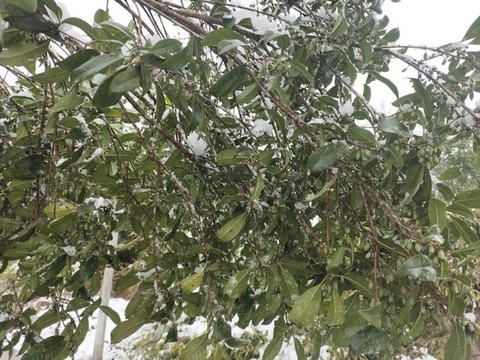 雪中的桂花樹(shù)