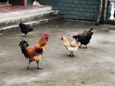 土雞