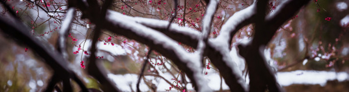 寬幅雪中紅梅全景圖
