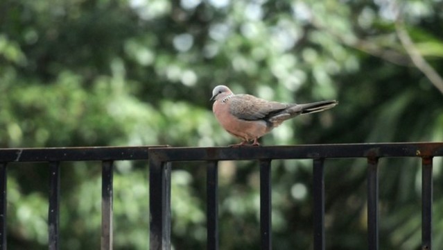 斑鳩