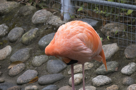 蜷縮脖子的火烈鳥