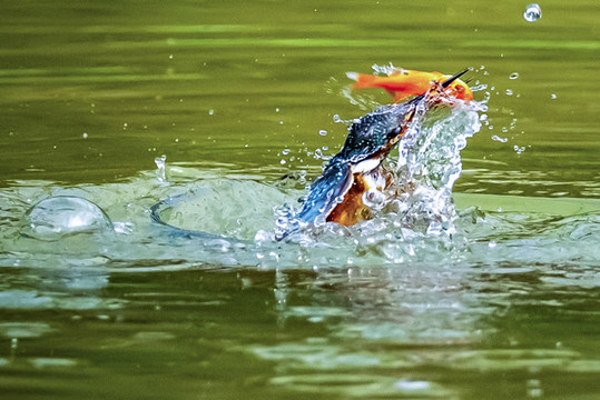 翠鳥(niǎo)捕魚(yú)