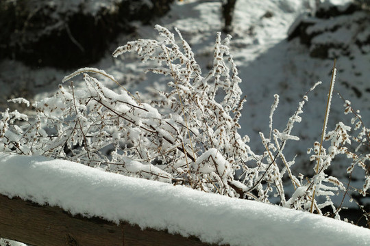 雪后的草地