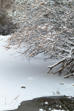 冰雪中的沙棘樹沙棘樹