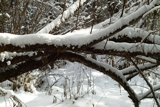 覆蓋雪的樹枝
