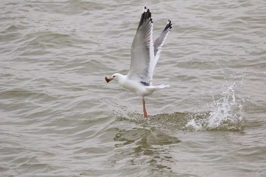 海鷗覓食