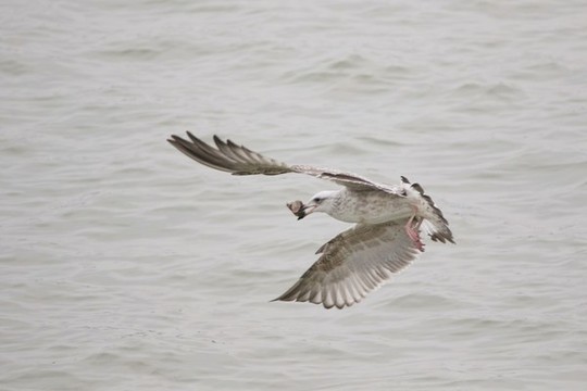 海鷗覓食