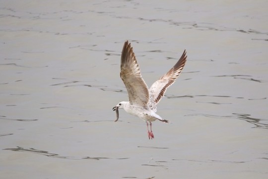 海鷗覓食