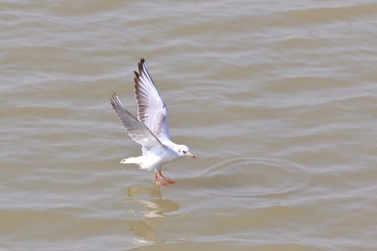 海鷗