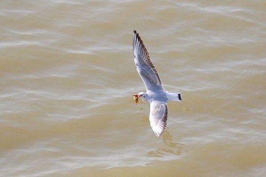 海鷗覓食