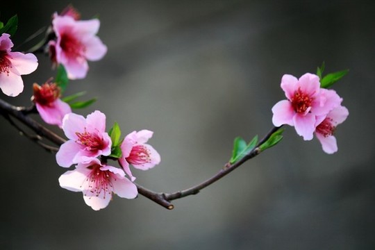 桃花枝