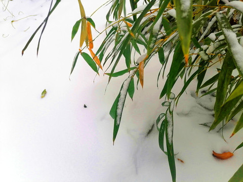 雪后竹子