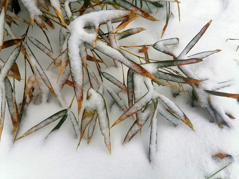 積雪竹葉