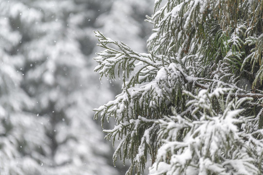寒潮降雪樹(shù)木枝頭白雪覆蓋