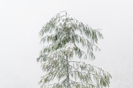寒冷天氣樹木枝頭積雪覆