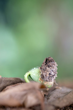 春季自然界長出的嫩芽