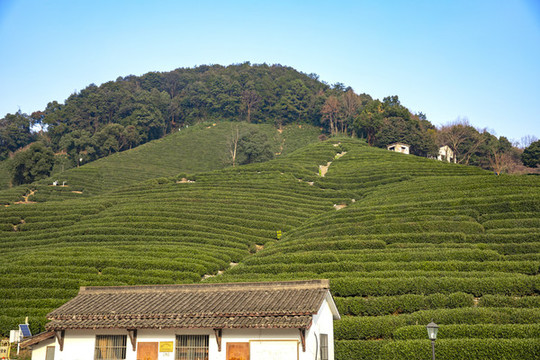 龍井茶山