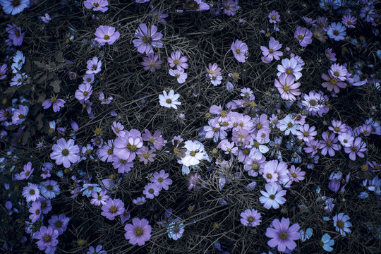 花