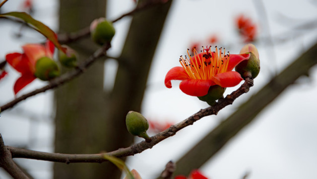 木棉花
