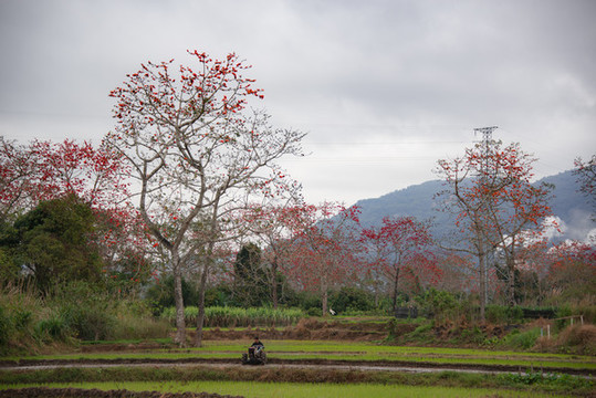 田園風(fēng)光