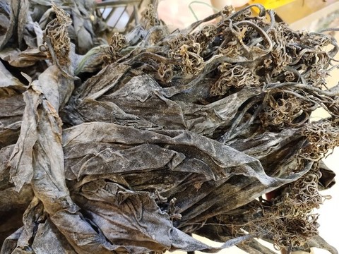 海帶干