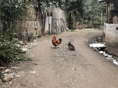 公雞與貓