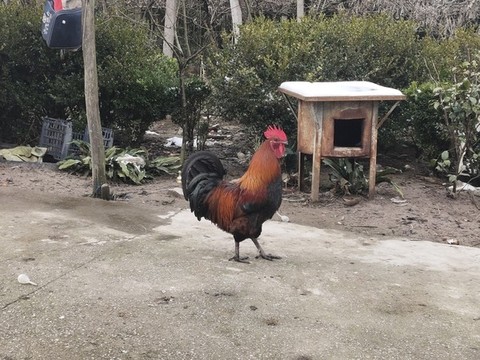 大公雞