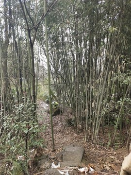 竹林